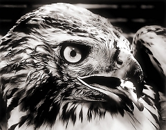 Redtail Hawk
